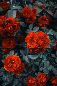 Vibrant red floribunda roses amidst lush green leaves.