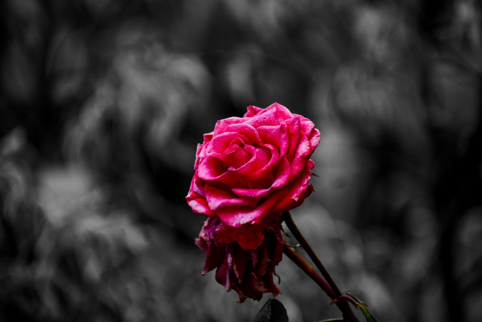 Gros plan d'une seule rose rose sur une tige (rose, fleur, roses de jardin, pétale, rouge)