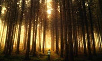 Encantador claro iluminado por el sol en un bosque de abetos