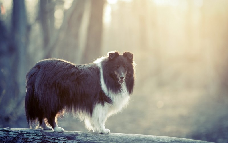 Арафед собака стоит на бревне в лесу (бордер колли, border collie, колли, щенок, порода собак)