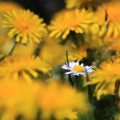 Lebendige Frühlingsgänseblümchen unter einem Meer von gelben Wildblumen