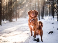 retriever, golden retriever, labrador retriever, puppy, nova scotia duck tolling retriever wallpaper