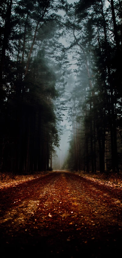 woodland, atmosphere, natural landscape, wood, branch