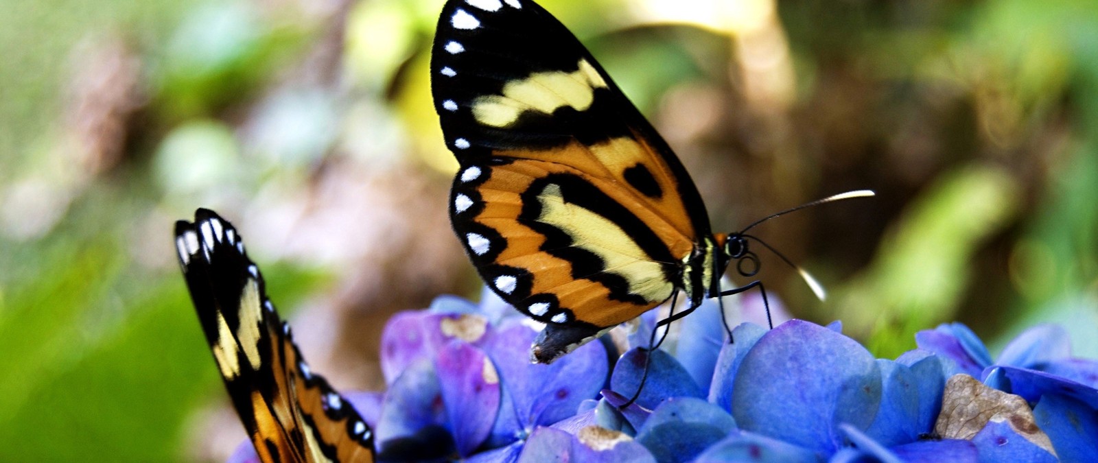 Lade insekt, motten und schmetterlinge, schmetterling, wirbellose, bestäuber Hintergrund herunter