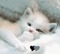 cute, kitty wallpaper