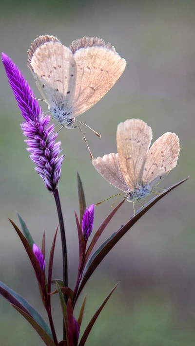 Delicate Butterflies Perched on Vibrant Grass Flowers