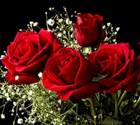 red, roses wallpaper