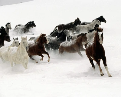 Dynamic Group of Horses Galloping Through Snow