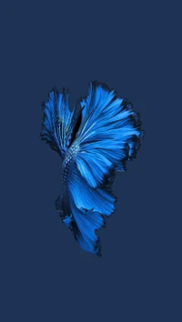 Vibrant Blue Betta Fish in Motion