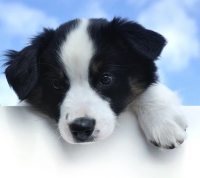 Adorable cachorro asomándose sobre un borde contra un cielo azul brillante.