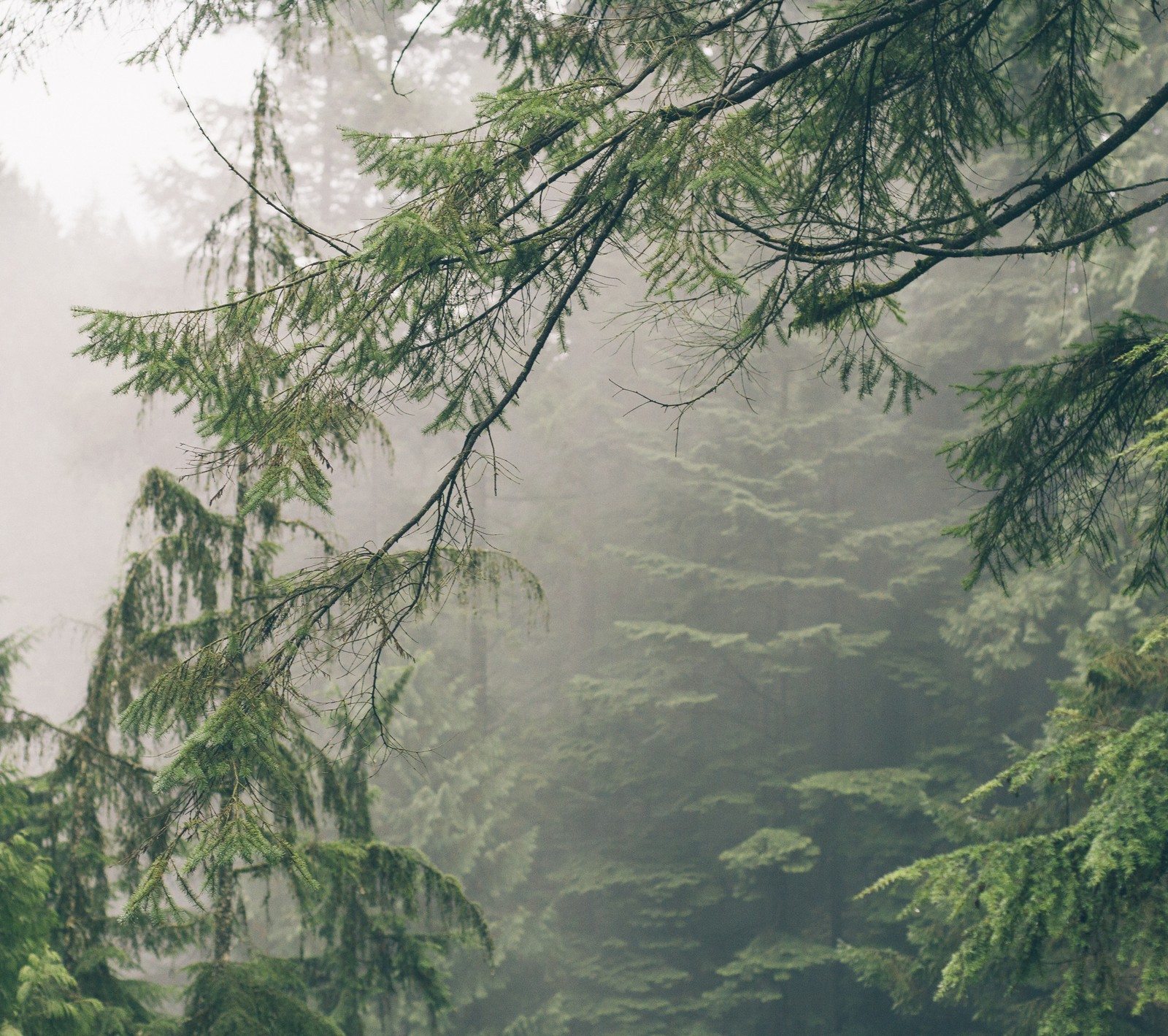 There is a man walking through a forest with a dog (earthporn, forest, nature, outdoors, tree)