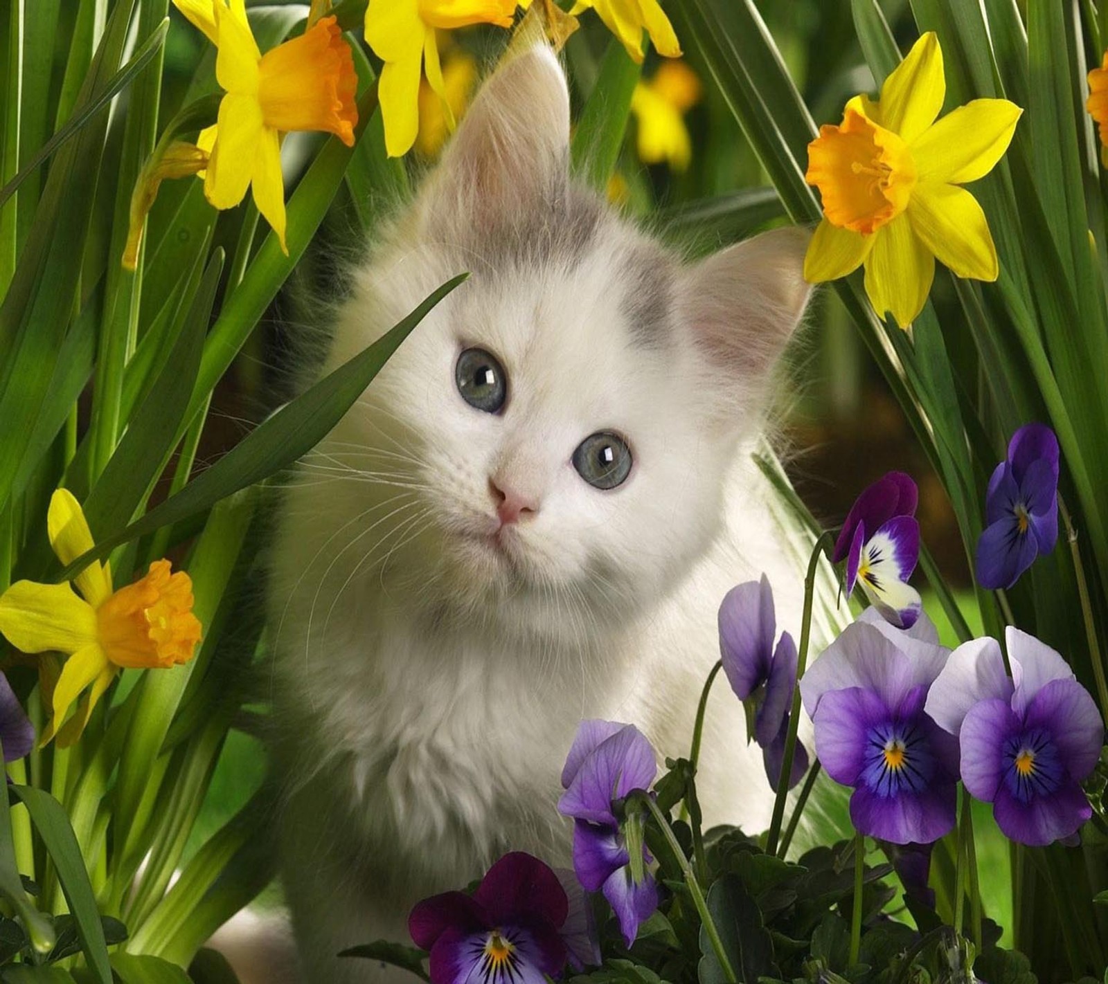 Um gatinho branco sentado em um jardim de flores (olhar, legal)