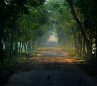 Sentier serein à travers la verdure luxuriante au Bengale, Bangladesh