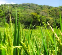 verde, aldeia