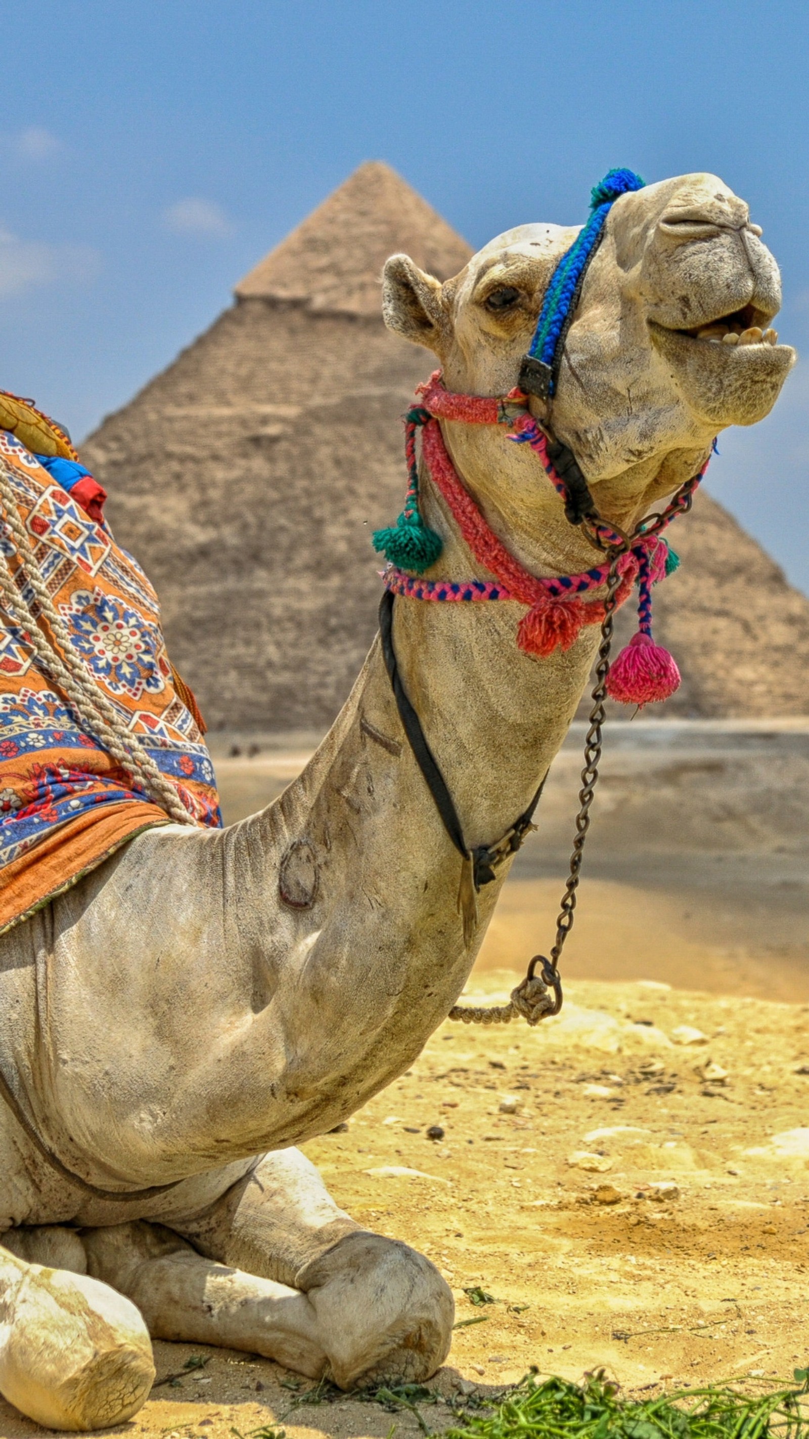 Una jirafa sentada en la arena con una silla en su espalda (animal, camello, desierto, egipto, hd)