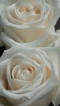 Rosas blancas elegantes: un símbolo de amor y naturaleza