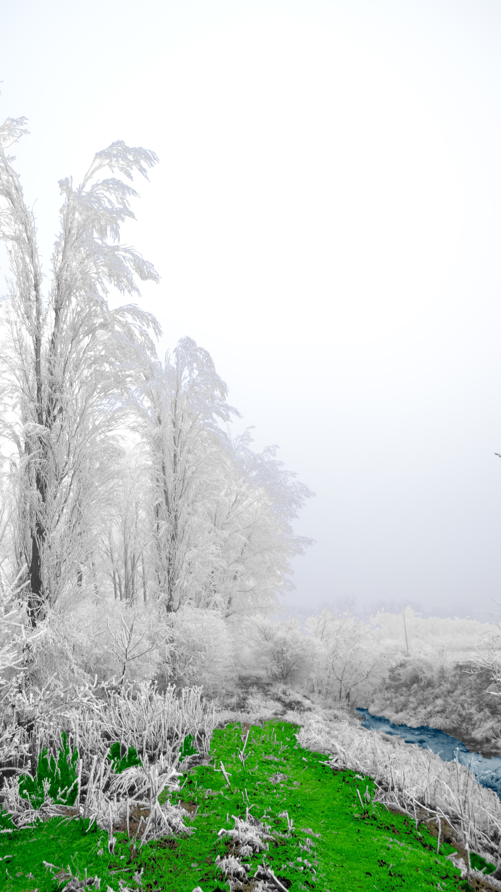 Árvores nevadas e grama cobertas de geada branca (beleza, névoa, enevoado, irreal, água)