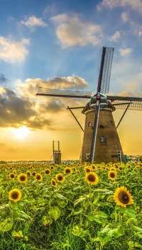 dawn, field, green, sunflower, yellow