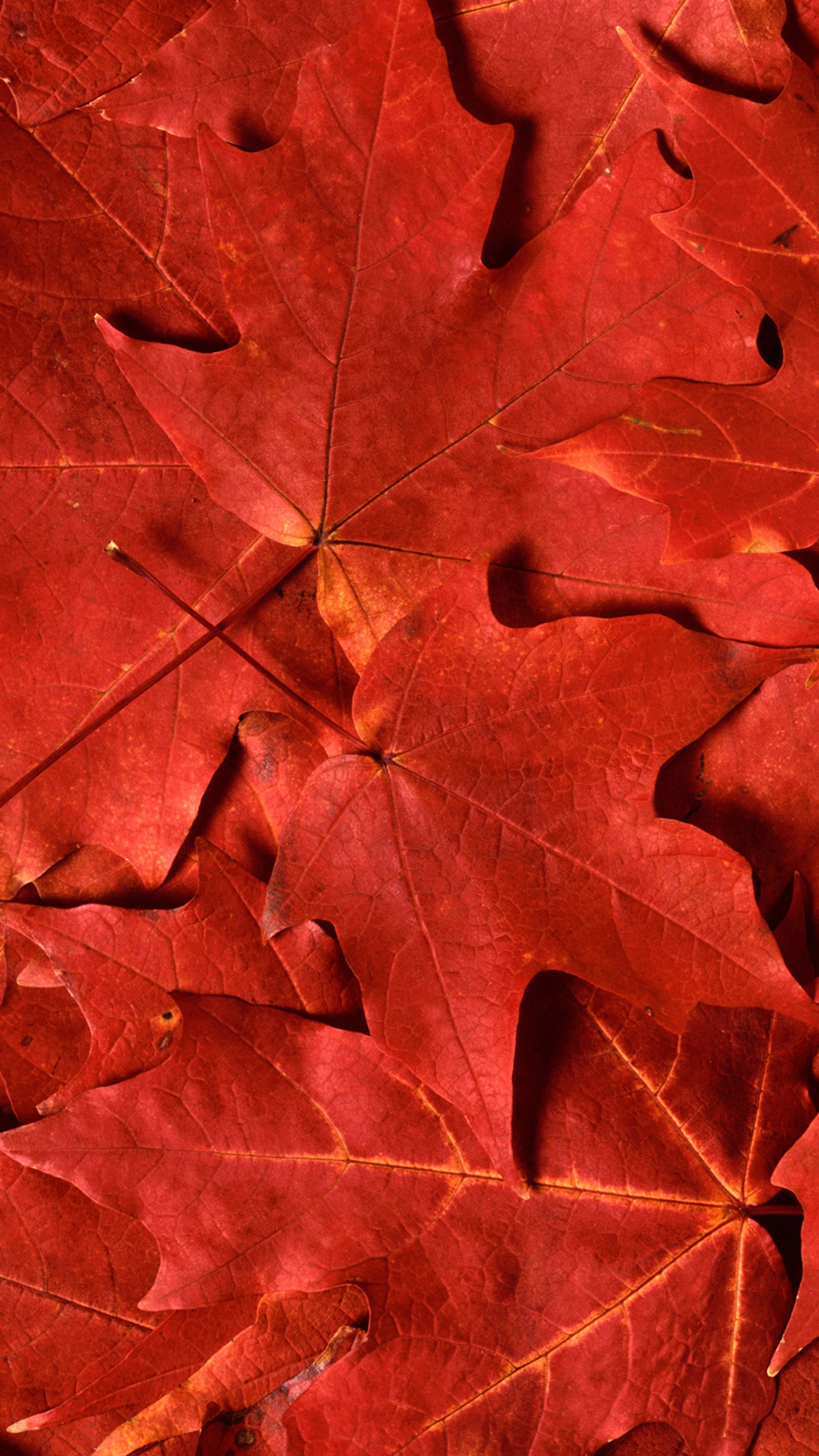 Arafed red leaves are scattered on the ground in a pile (leaf, maple, red)