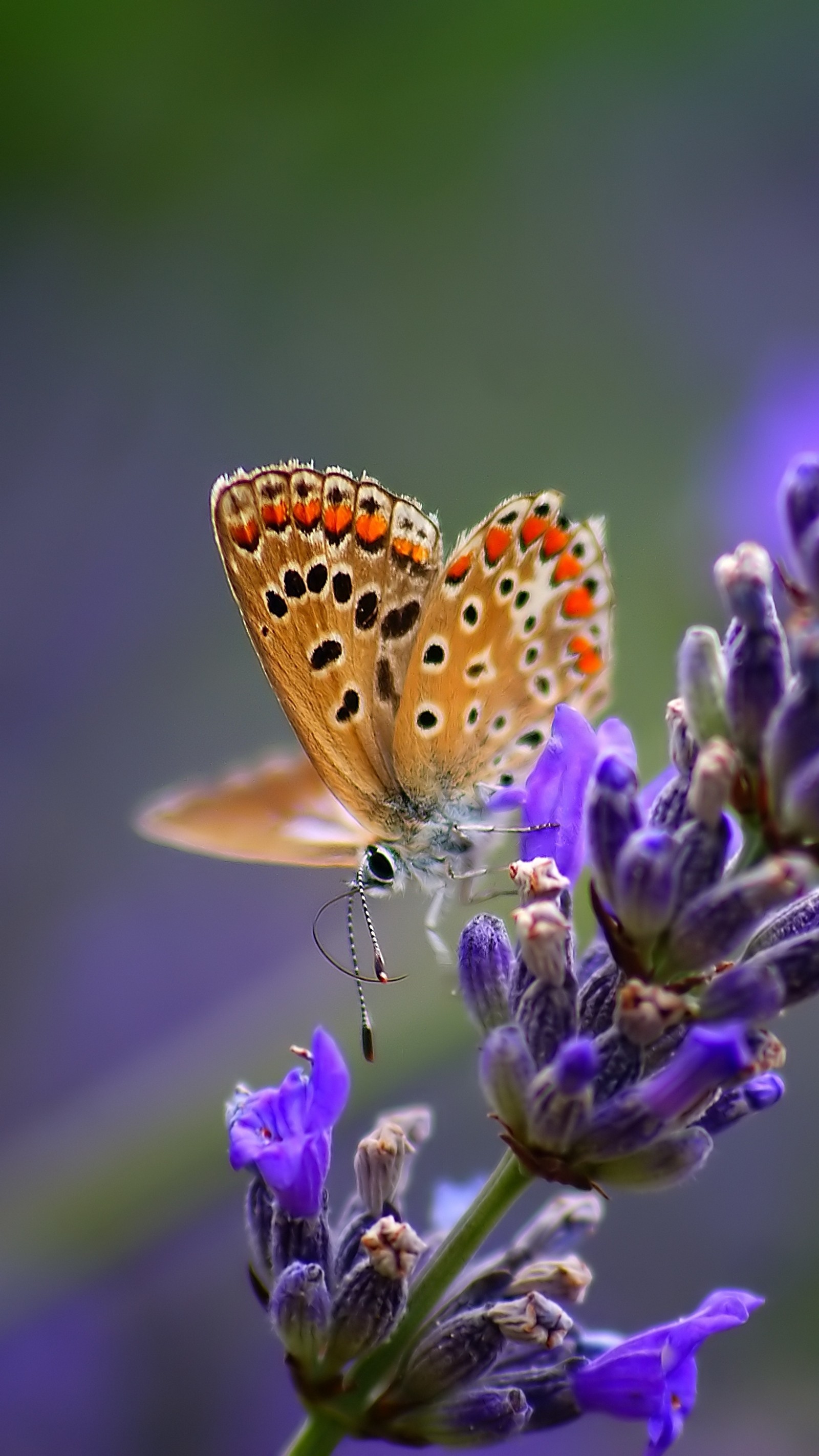 Il y a un papillon qui est assis sur une fleur (insecte, papillons de nuit et papillons, papillon, pollinisateur, lycénidé)