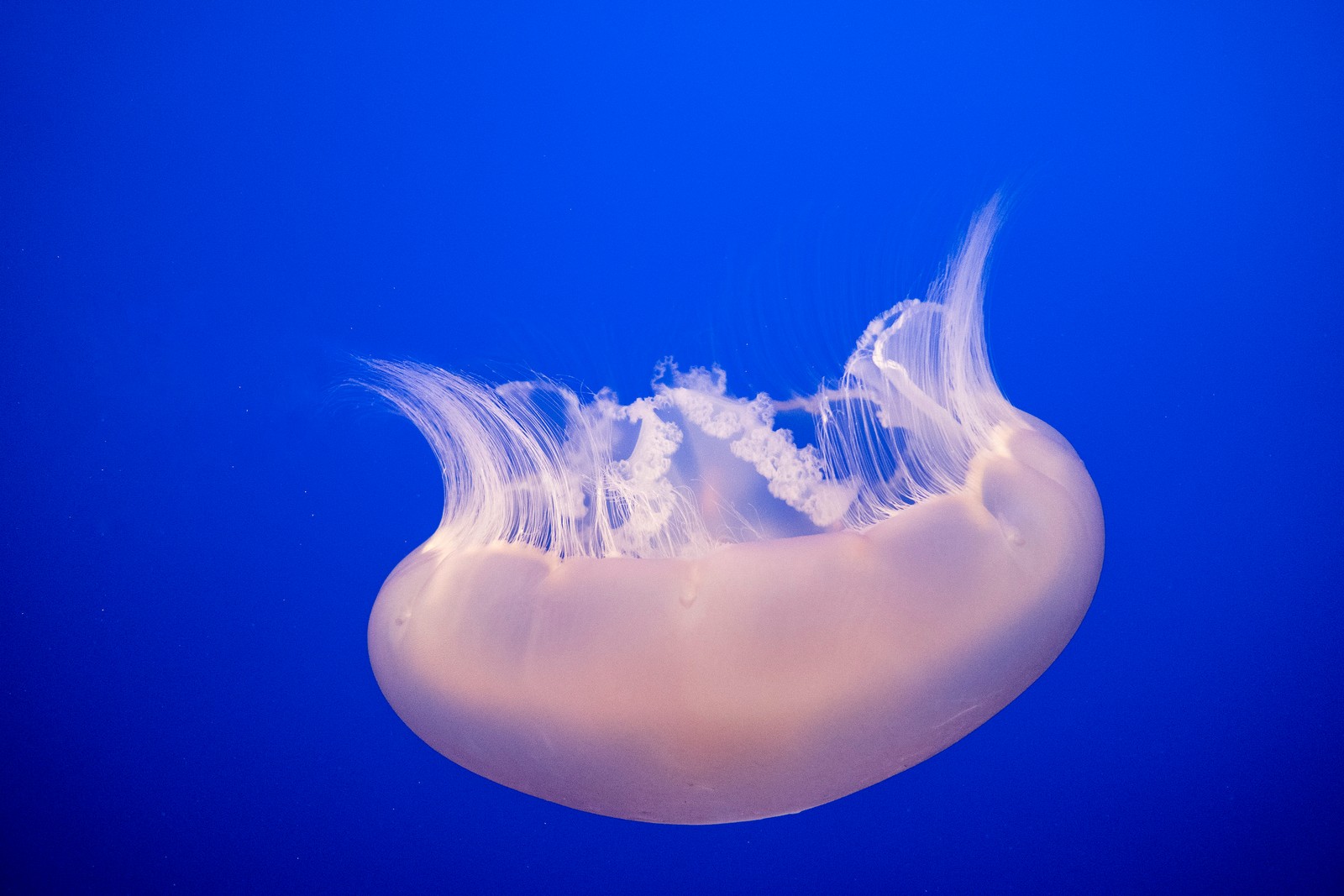 Méduse arabe flottant dans l'eau avec un fond bleu (méduse, cnidaires, invertébrés marins, biologie marine, invertébré)