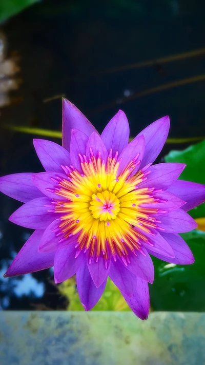 Vibrant Purple Lotus Blossom in Sri Lanka