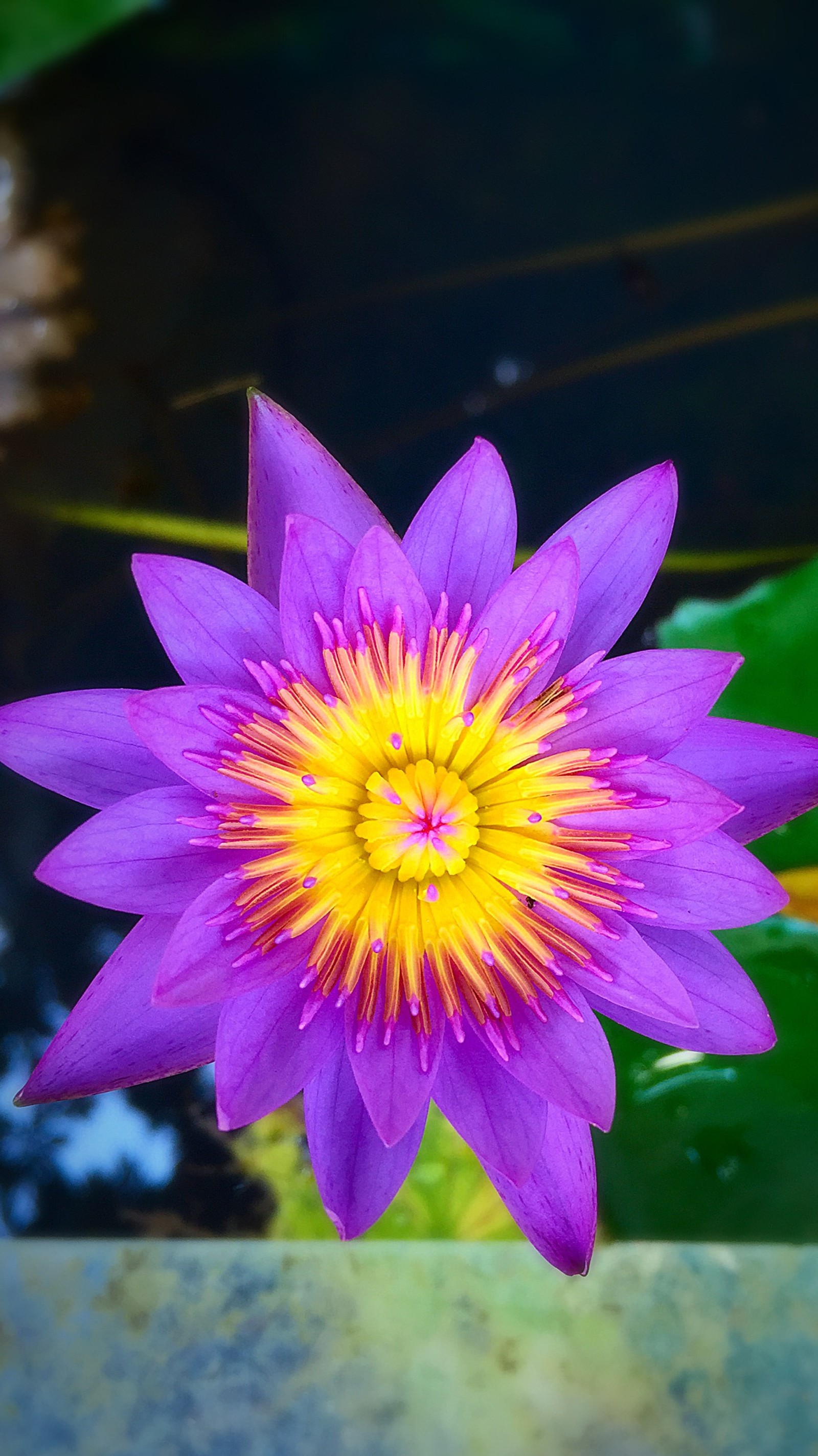 Téléchargez le fond d'écran fleur, sympa, sri lanka