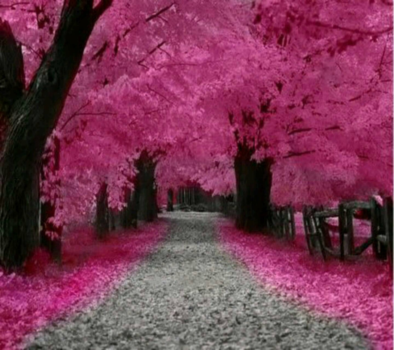 A close up of a pathway with pink trees on both sides (in pink, nature)