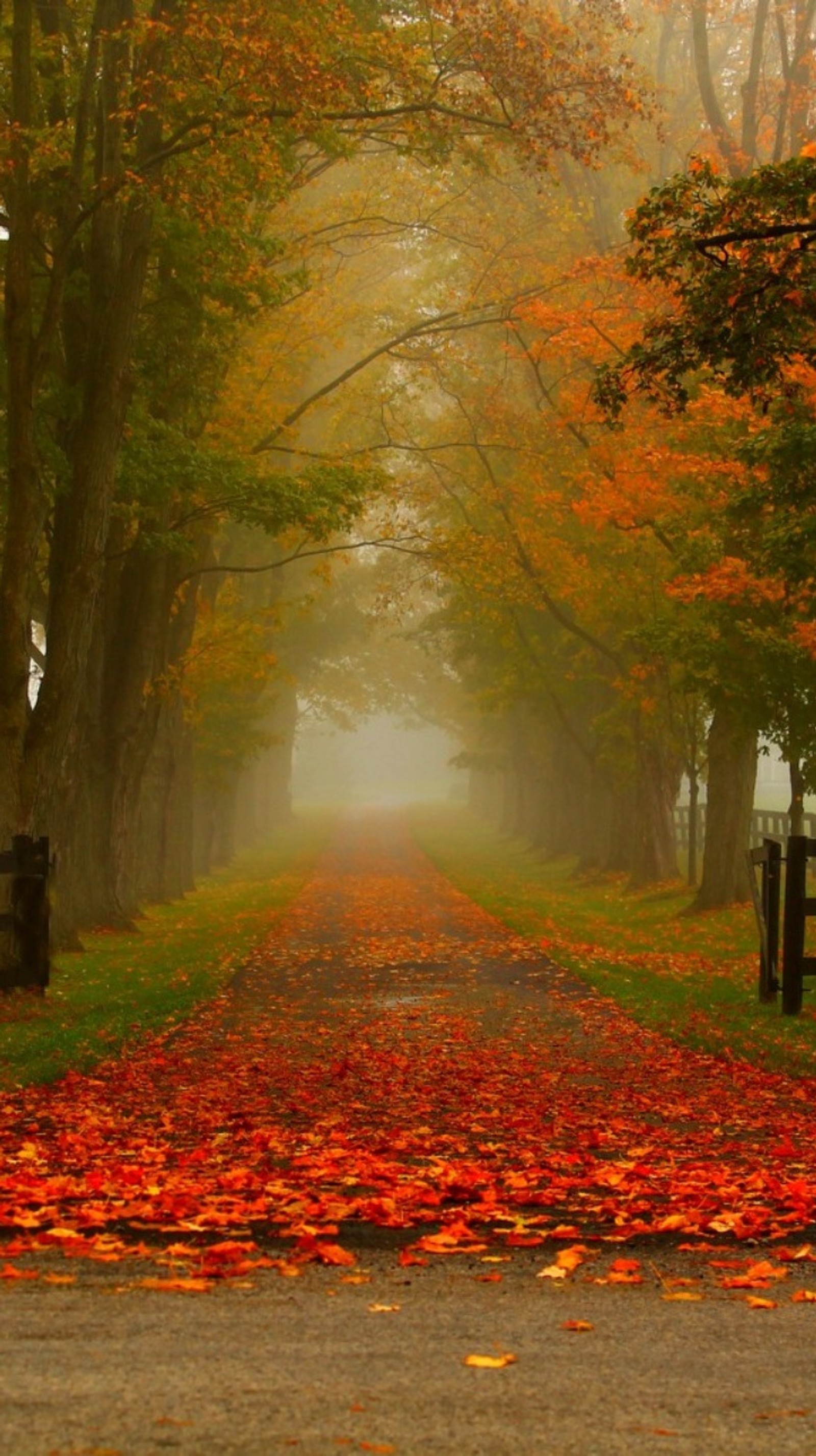 Des arbres avec des feuilles rouges au sol et un banc au bord de la route (automne, rouge, chemin)