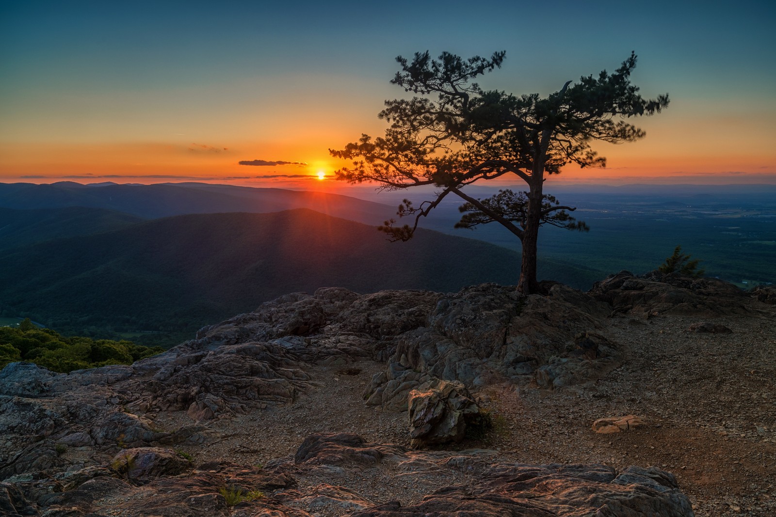 Arafed tree on a rocky mountain with a sunset in the background (sunset, nature, tree, horizon, sunrise)