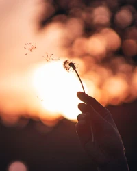 Silhouette of a Hand Holding a Dandelion Against a Sunlit Sky