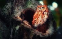 Pequeña lechuza posada en un árbol hueco, exhibiendo plumaje vibrante y ojos agudos.