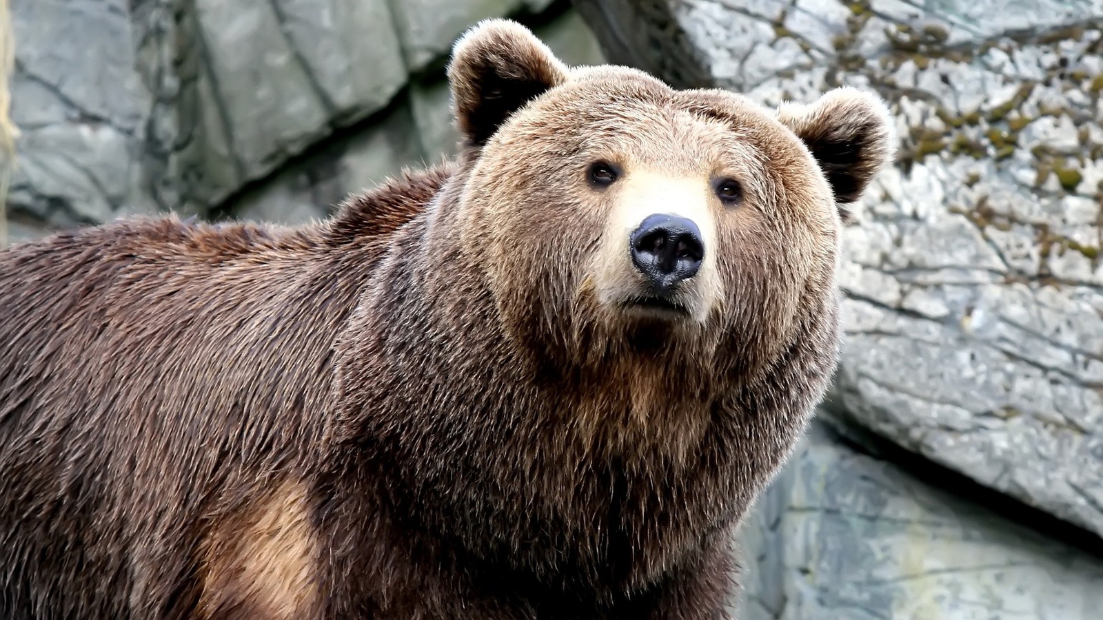 Um urso pardo em pé diante de uma parede de rocha (urso polar, urso grizzly, urso pardo, urso, animal terrestre)