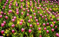 Tulipas vibrantes e flores de cobertura do solo no jardim botânico