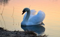 Elegant Swan Gliding on Tranquil Waters at Sunset