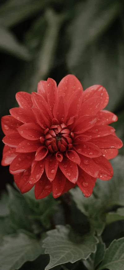 Fleur de dahlias rouge vif ornée de gouttes de pluie, entourée de feuilles vertes luxuriantes.