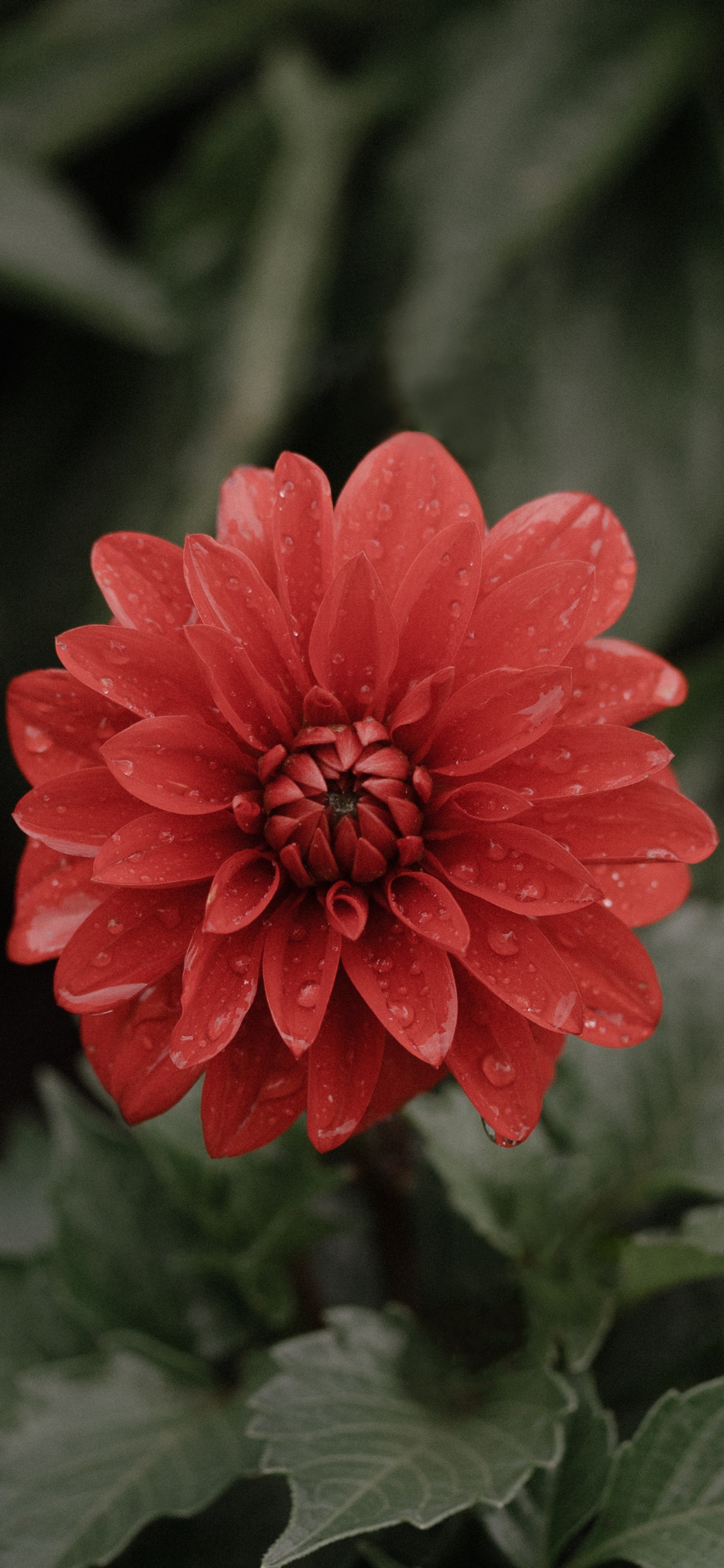 Eine rote blume mit wassertropfen darauf (blume, blumenstrauß, floristik, rose, blumendesign)