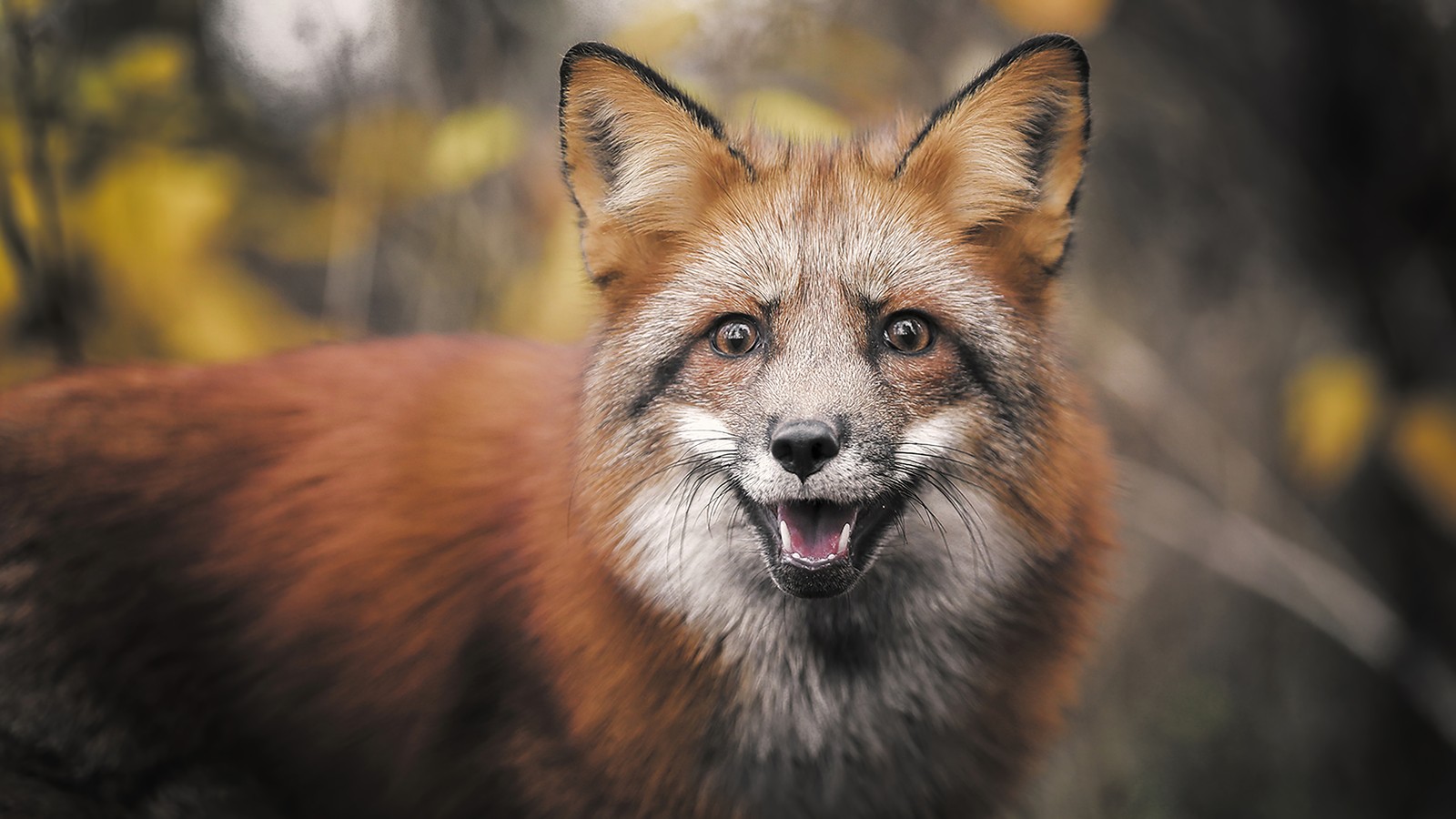 Un zorro sonriente en el bosque. (zorro, animales, animal)