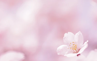 Delicate Cherry Blossom in Soft Pink Bloom