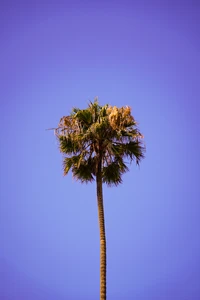 Palmier solitaire contre un ciel bleu clair