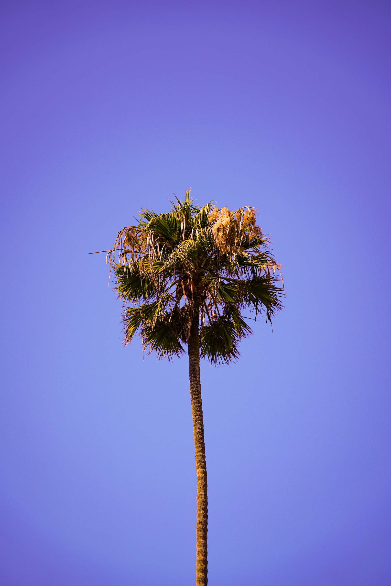 tree, palm tree, vegetation, blue, plant wallpaper