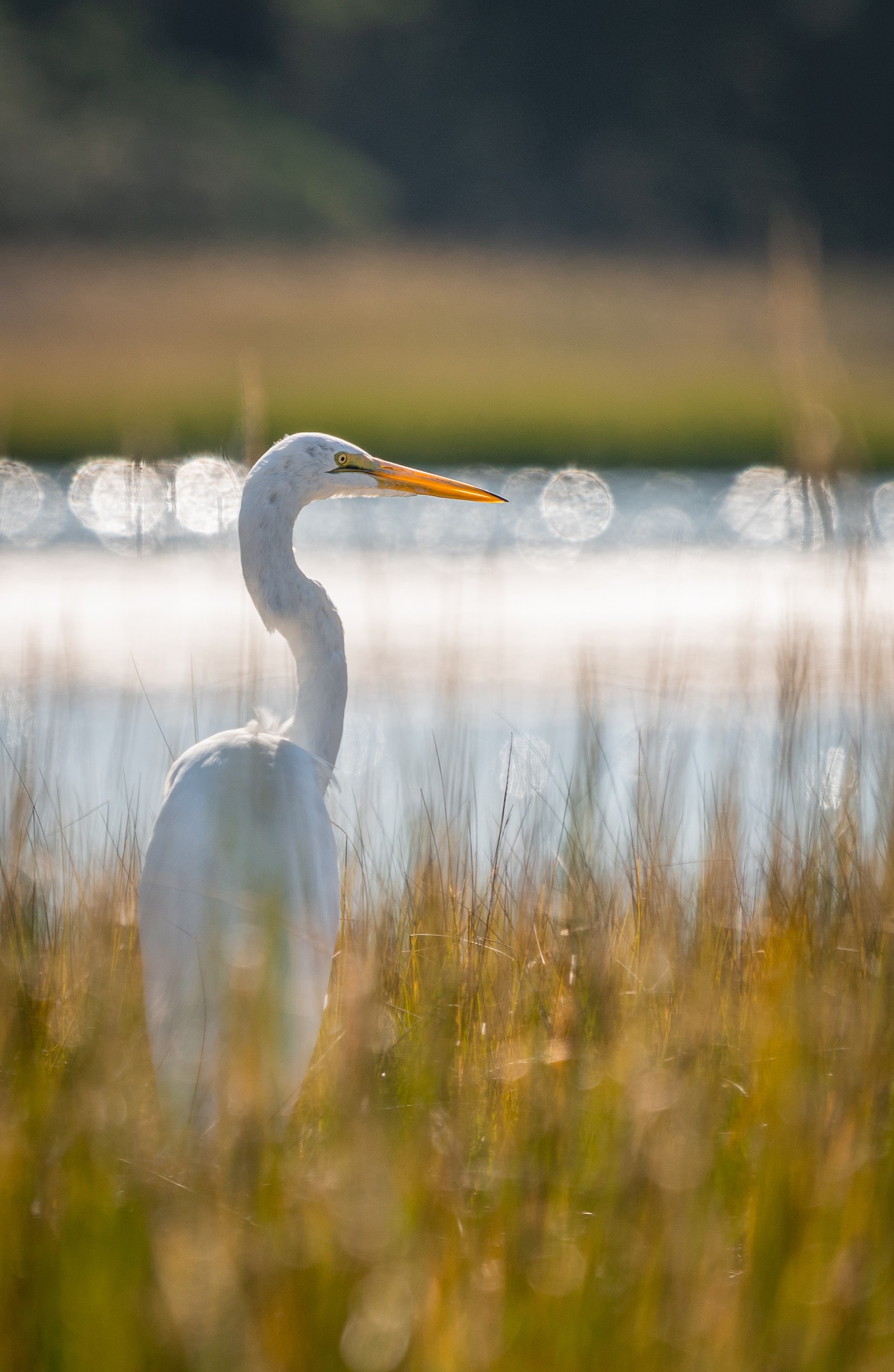 There is a white bird standing in the tall grass by the water (nokia 5800 xpressmusic, nokia, bird, water, beak)