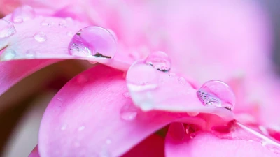 Primer plano de pétalos de flores rosas adornados con gotas de rocío