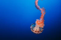 Anmutige orangefarbene Qualle schwimmt in einem tiefblauen Aquarium