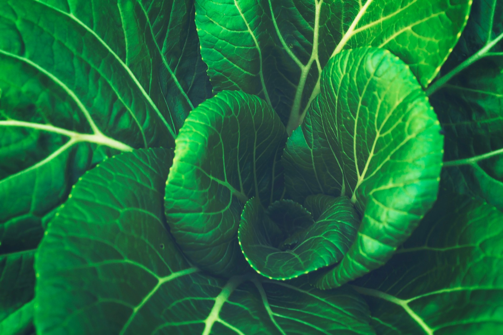 Gros plan d'une plante à feuilles vertes avec un centre blanc (légume, vert, feuille, plante, botanique)