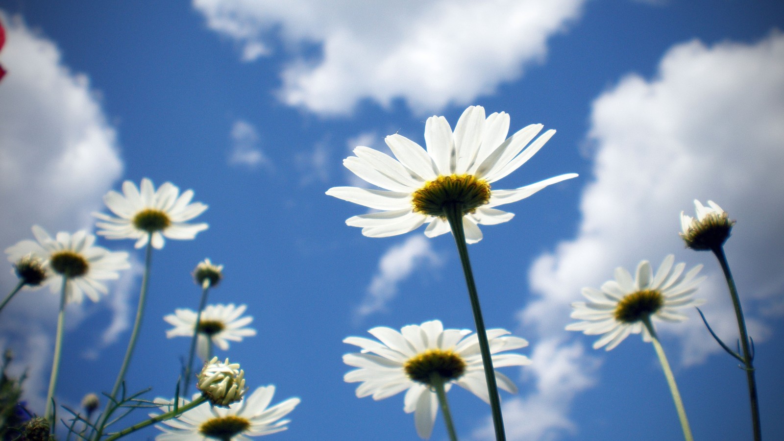 Il y a beaucoup de fleurs blanches au premier plan avec un ciel bleu en arrière-plan (fleur, marguerite, plante à fleurs, ciel, matricaria)