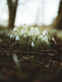 Un grupo de delicadas flores de campanilla blanca que emergen del suelo, rodeadas de hojas caídas y hierbas, simbolizando la llegada de la primavera.