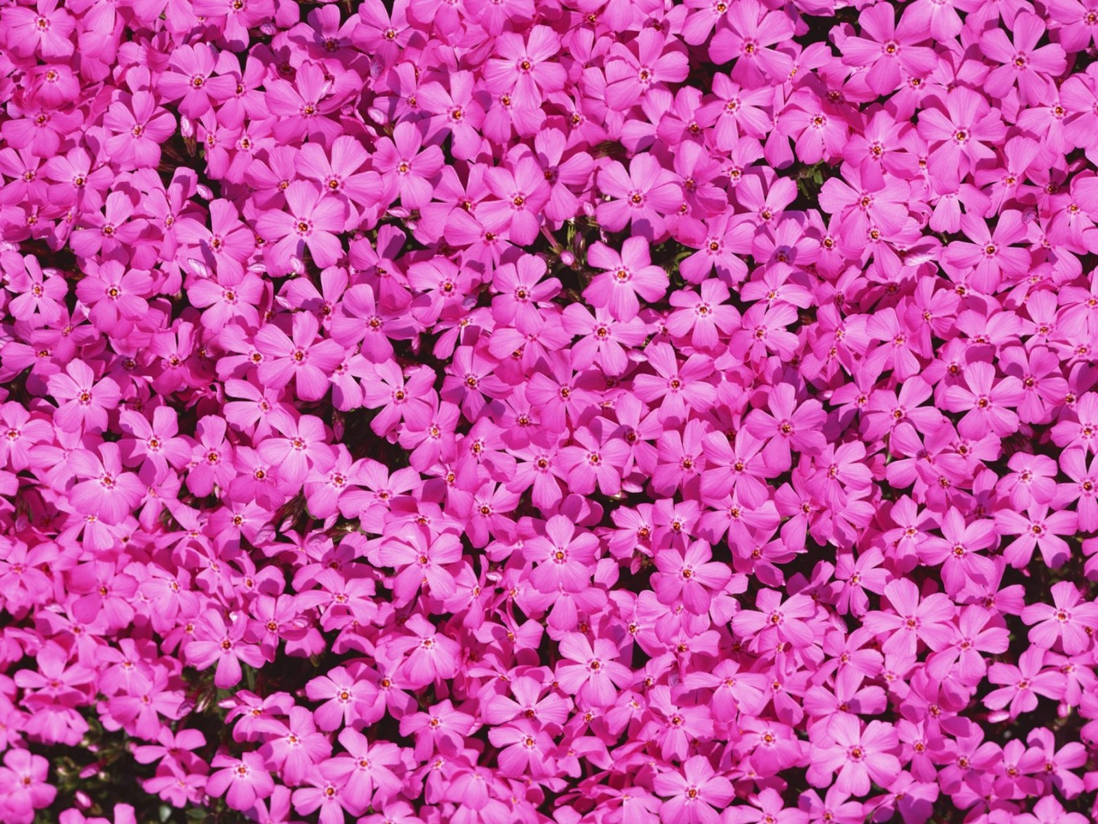 A close up of a bunch of pink flowers with green leaves (pink, petal, magenta, plant, groundcover)