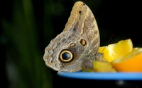 insecto, mariposa, polillas y mariposas, polinizador, fotografía macro