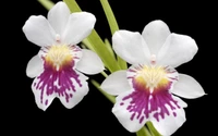 Orquídeas Cattleya elegantes com pétalas vibrantes roxas e amarelas